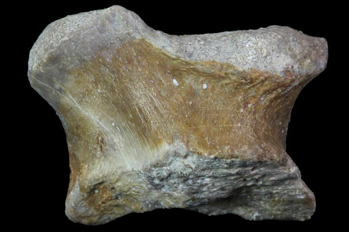Dimetrodon Carpal Bone - Texas Red Beds #69453